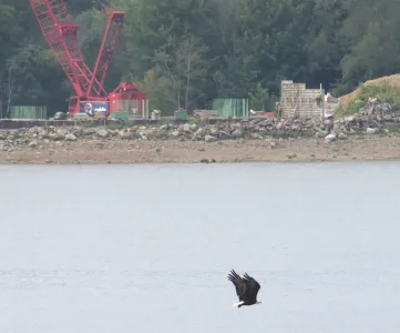 A United eagle